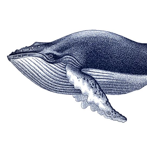 564x564 Image Result For Vintage Nautical Whale Drawing Interiors