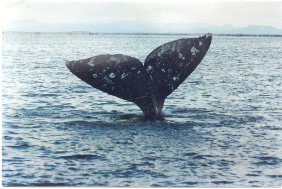 900x604 Journey North Gray Whales