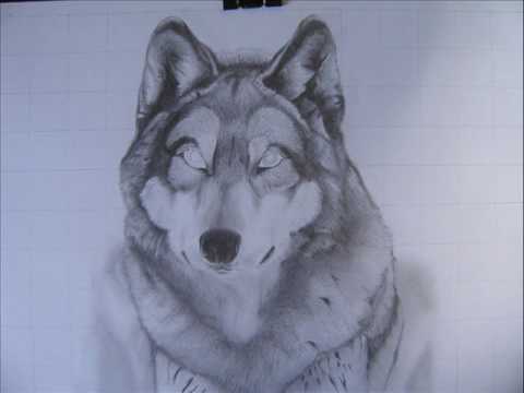 480x360 Drawing Of A Gray Wolf.wmv
