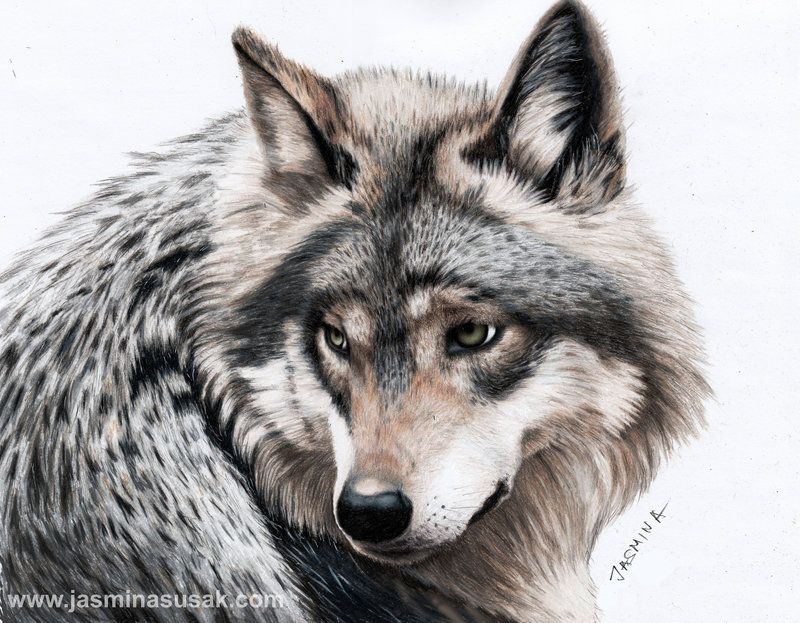 800x623 Pencil Drawing Of A Grey Wolf By