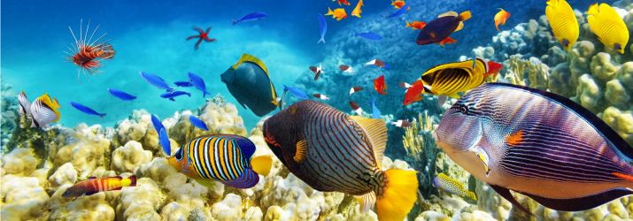 715x250 How The Great Barrier Reef Was Valued News Ca Australia Icas