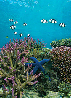 240x330 Port Douglas Great Barrier Reef