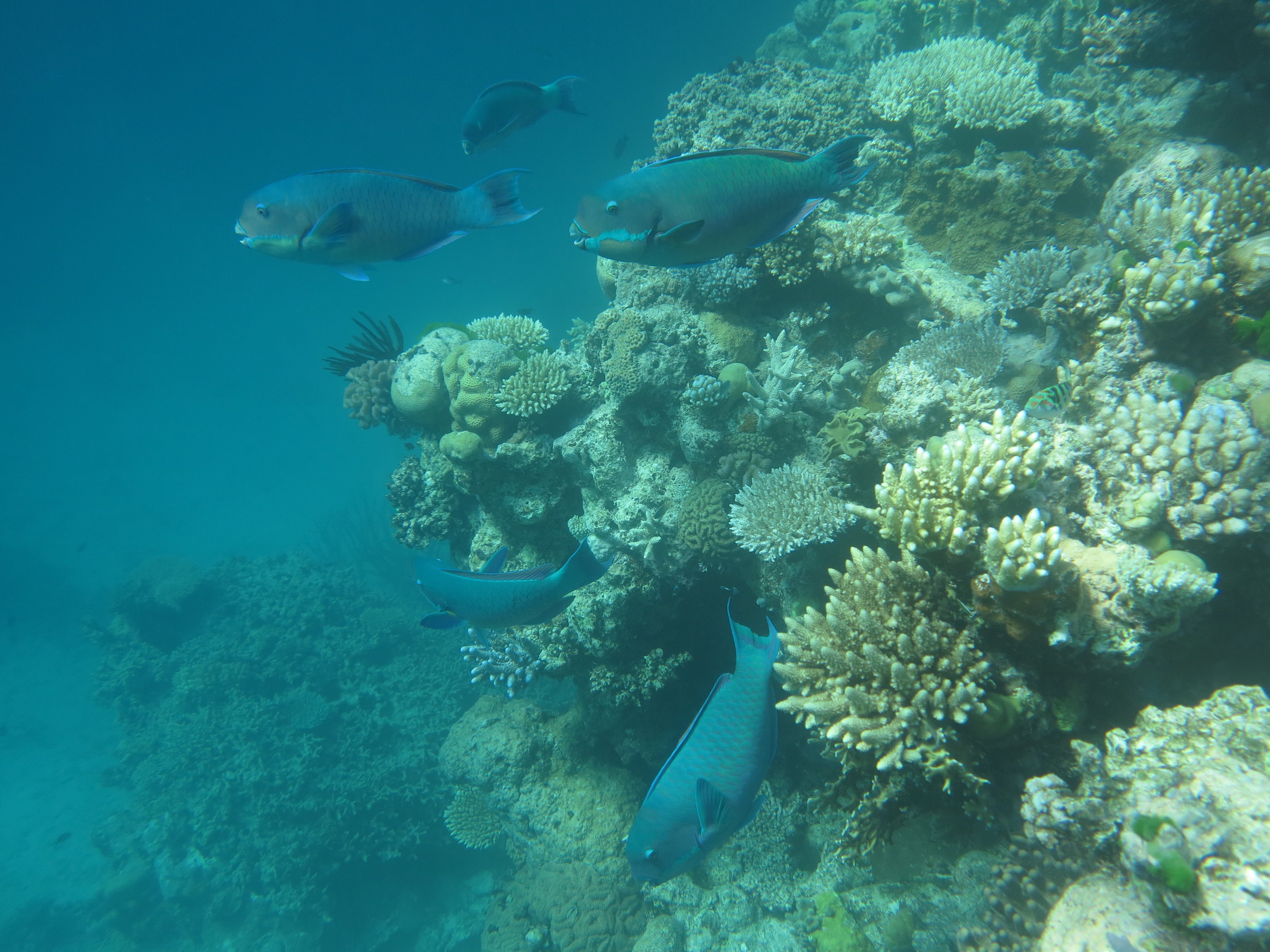 2418x1813 The Great Barrier Reef Dr Sue Pillans