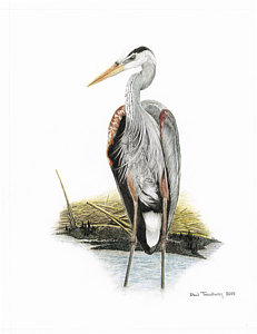 231x300 Great Blue Heron Drawings Fine Art America