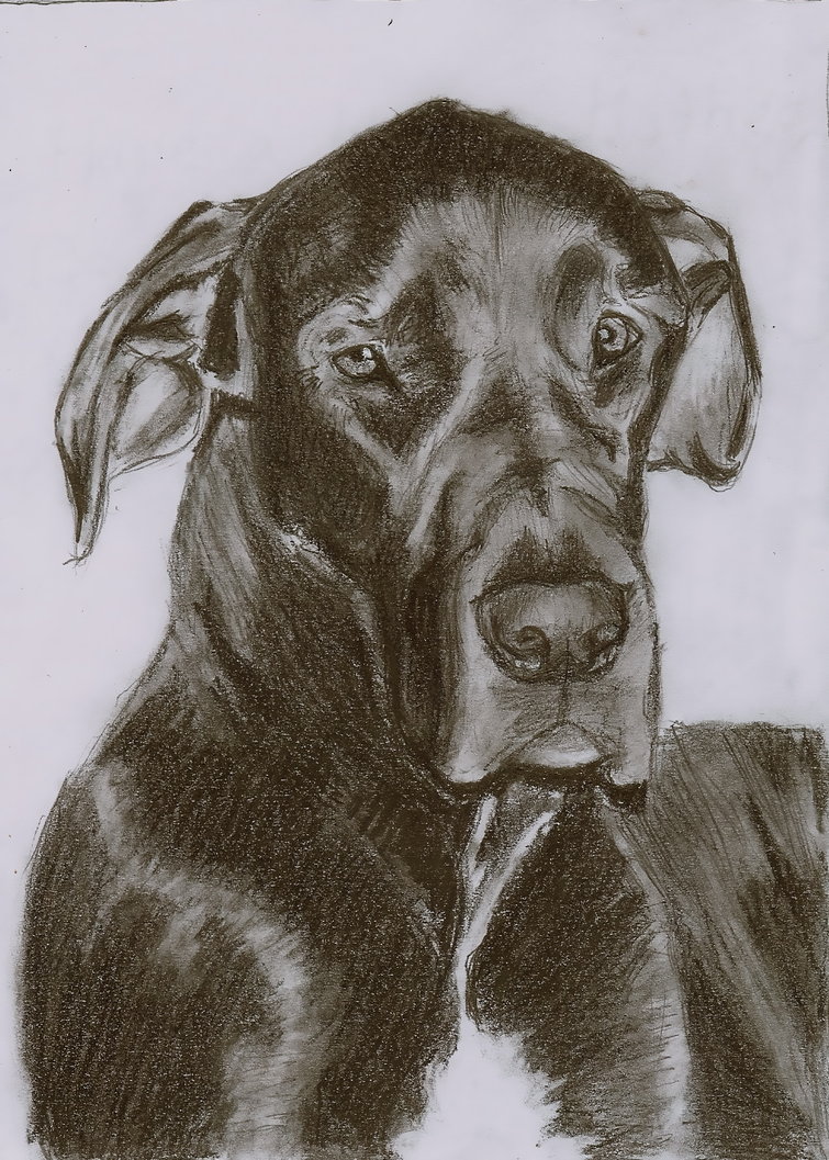 755x1057 Sketch Of My Great Dane By Christiancowgirl116