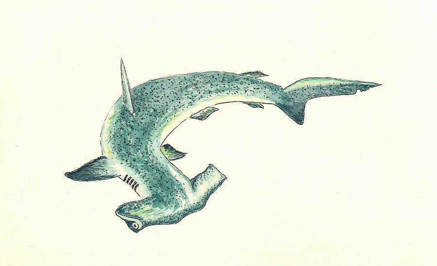 900x549 Hammerhead Shark Painting By Michael Vigliotti