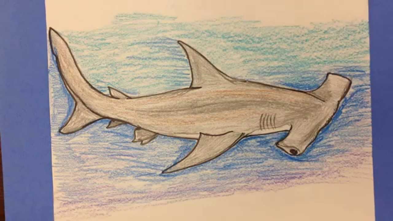 1280x720 How To Draw A Hammerhead Shark Step By Step Part 1