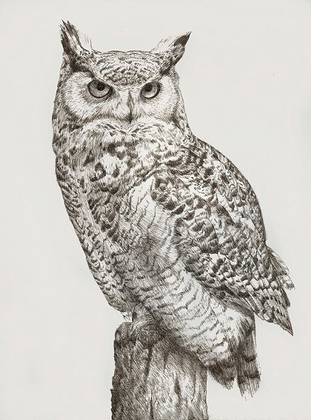 438x592 Ink Drawing Of A Great Horned Owl