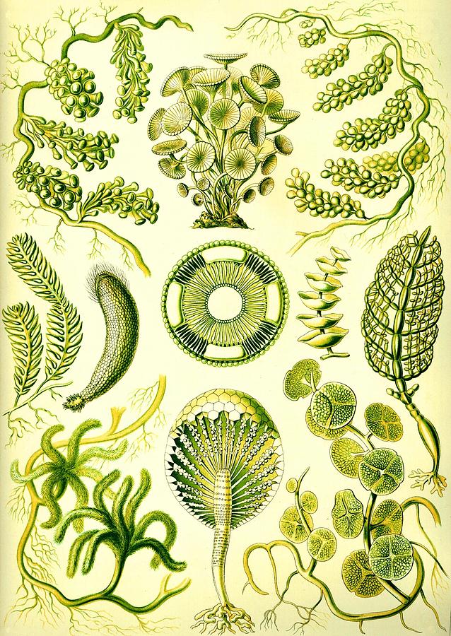 638x900 Seaweed Green Algae Chlorophyceae Caulerpa Siphonal Digital Art By