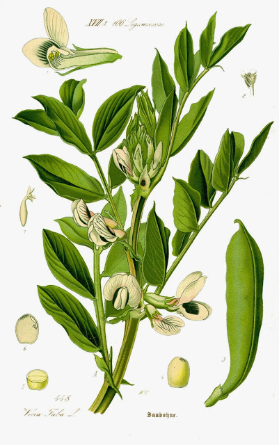401x640 Vicia Faba Green