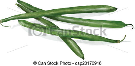 450x219 Watercolor Of Four Raw Green Beans Vector Clip Art
