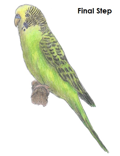 386x500 How To Draw A Budgie (Parakeet)
