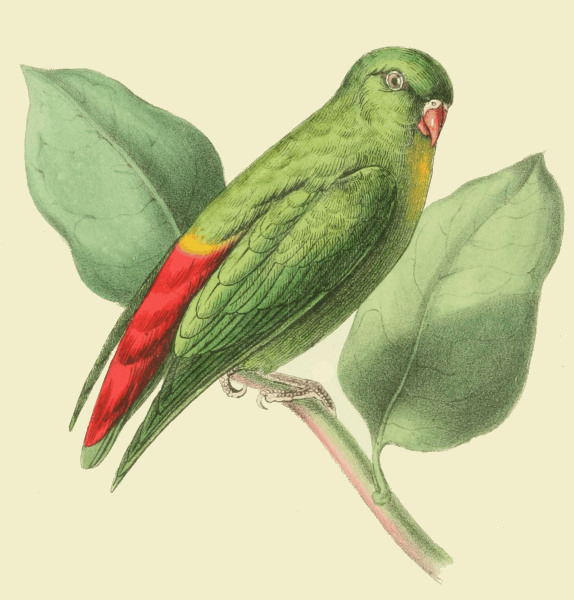 574x600 Vernal Parrakeet Drawing