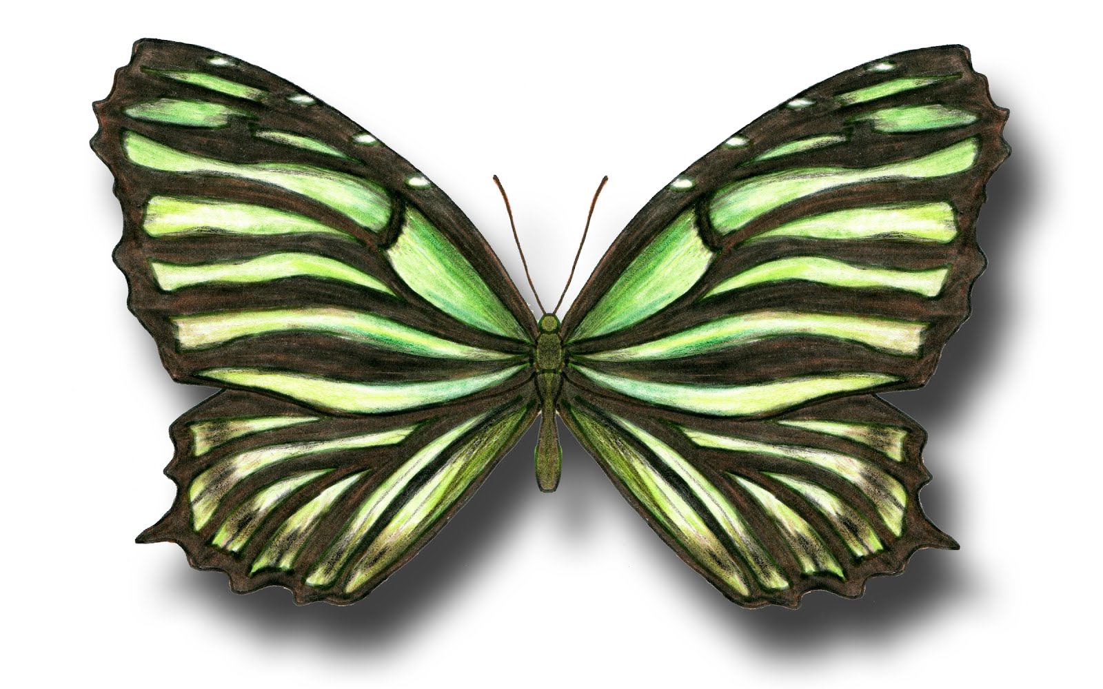 1600x1000 Aileen Biser's Blog Green Butterfly
