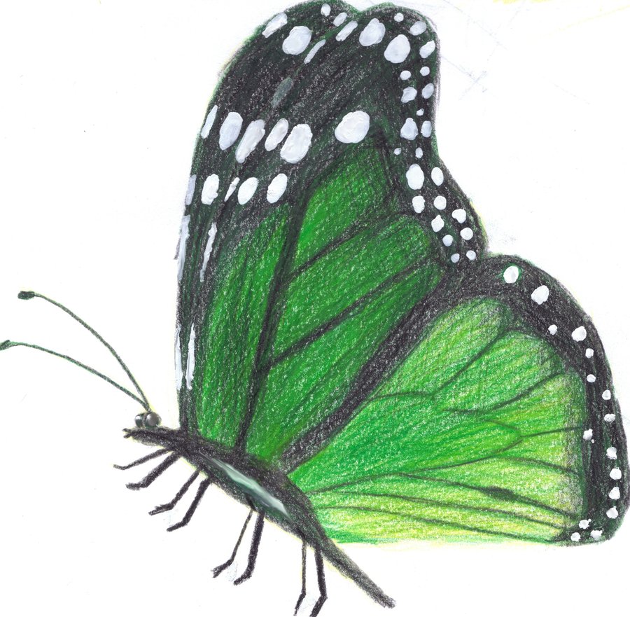 900x881 Green Butterfly