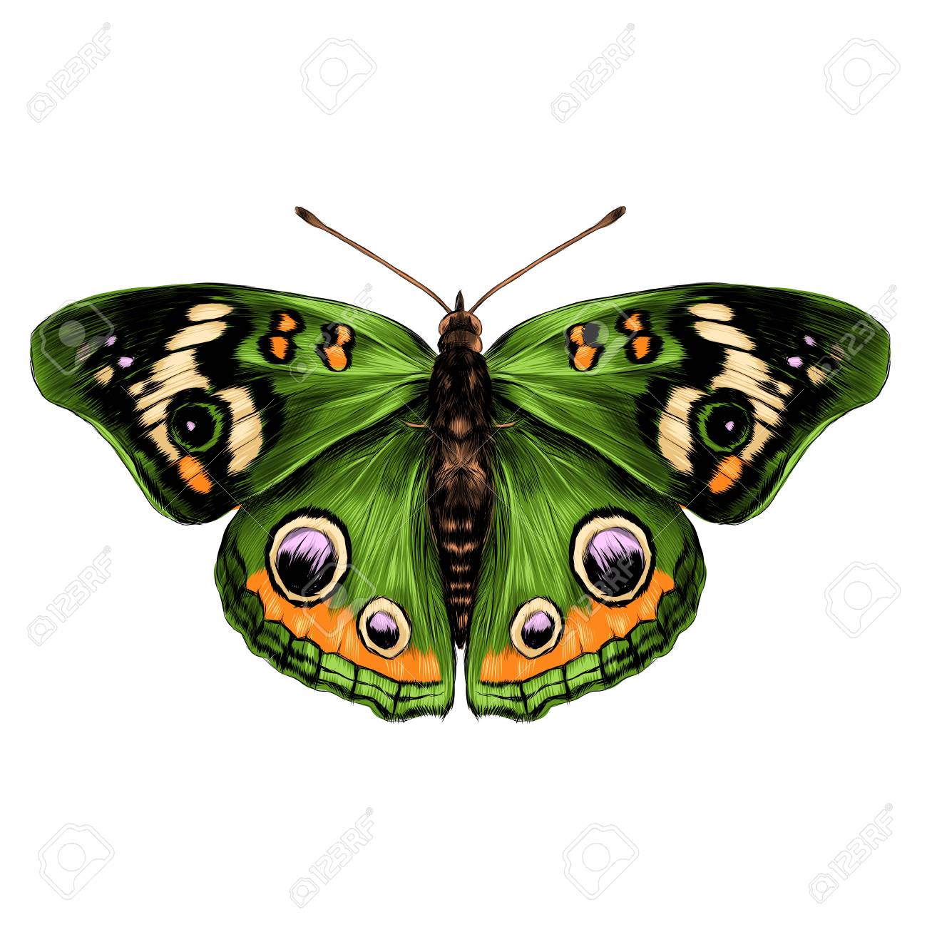 1300x1300 Green Butterfly With Open Wings Top View Of Symmetry, Sketch