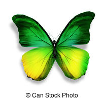 207x194 Morpho Green Yellow Butterfly Clipart And Stock Illustrations. 448