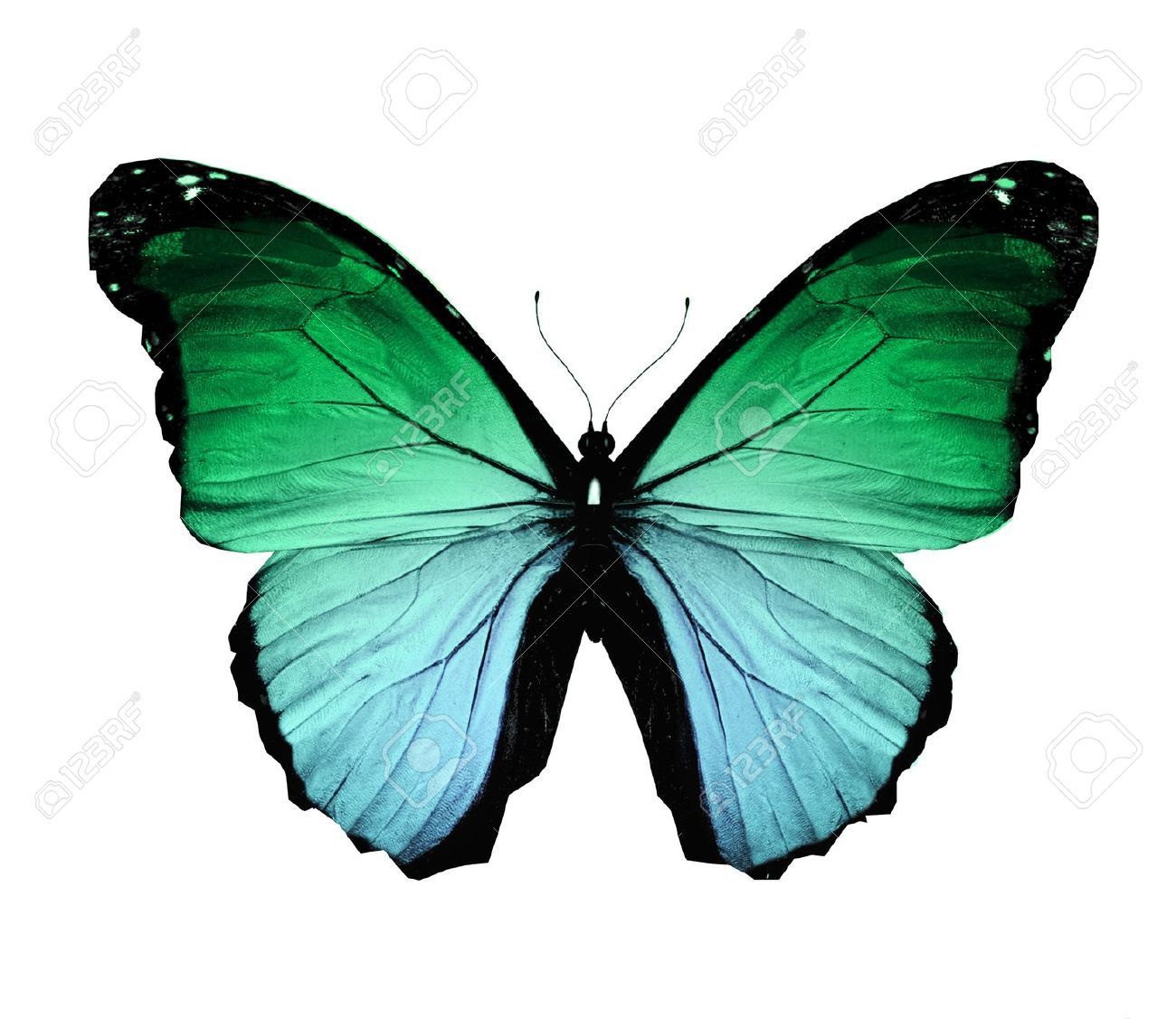 1300x1127 Butterflies Flying Morpho Green Butterfly , Isolated On White