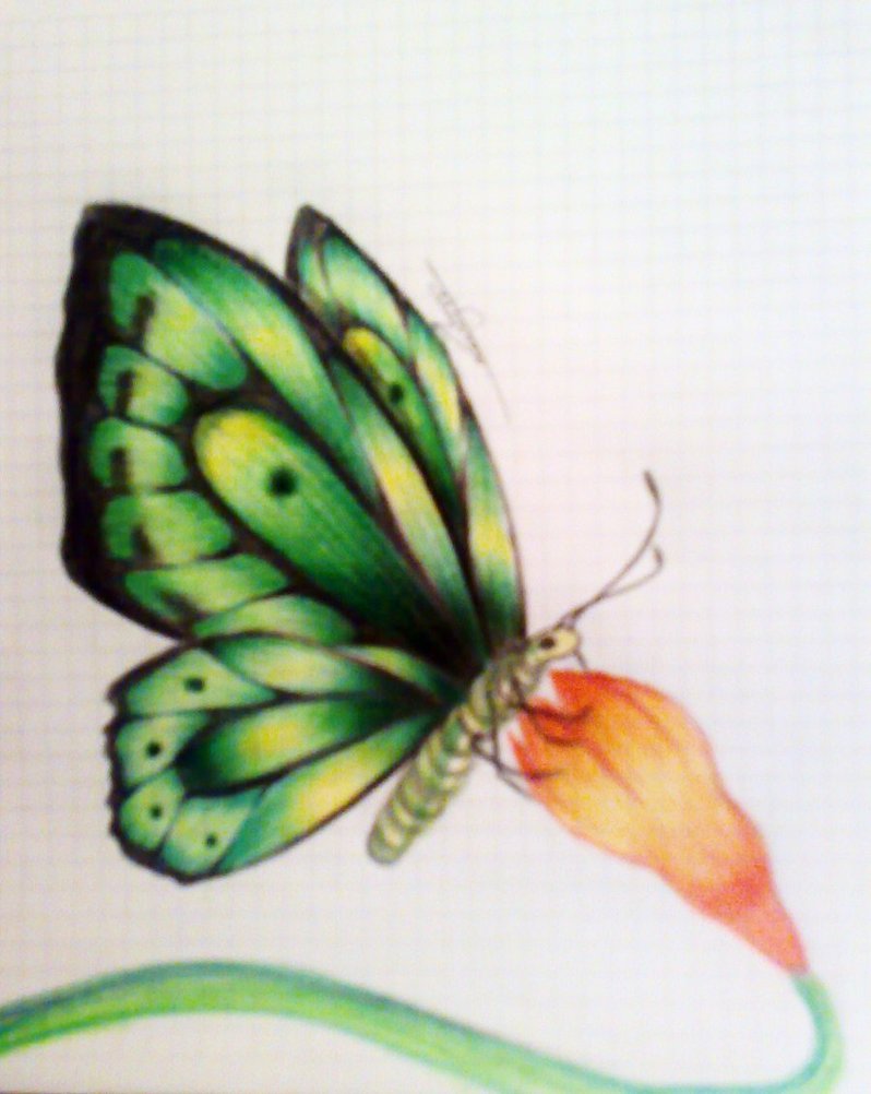 798x1002 Green Butterfly By Antoosy