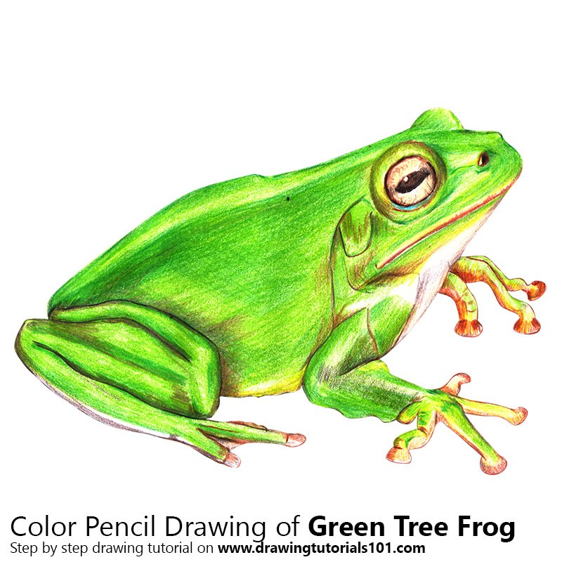 800x800 Green Tree Frog Colored Pencils