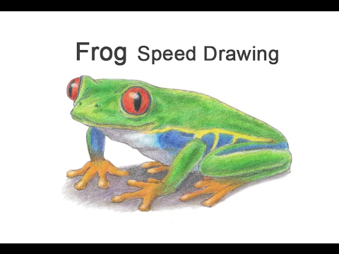 480x360 Red Eyed Tree Frog Time Lapse Speed Drawing
