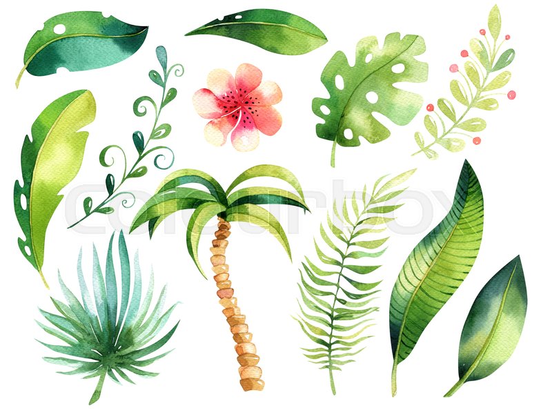 800x604 Tropical Isolated Illustration Collection. Watercolor Boho Tropic