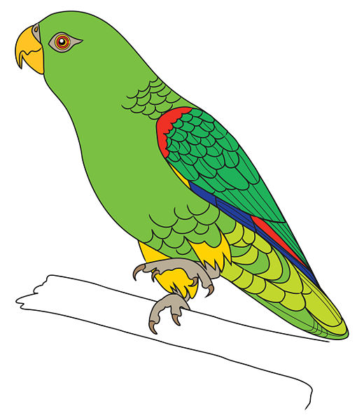 Green Parrot Drawing at GetDrawings | Free download