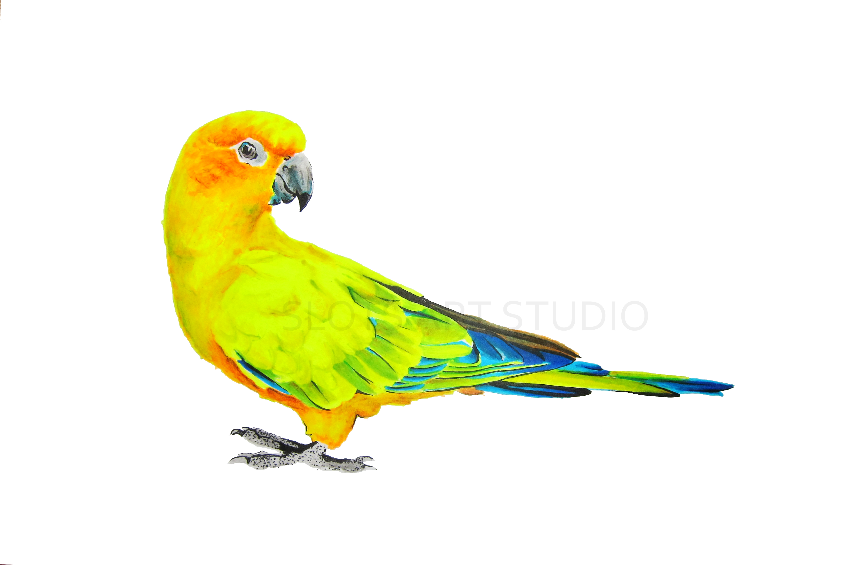 3484x2321 Sun Canure Parrot This Parrot Was A Pleasure To Draw For It'S