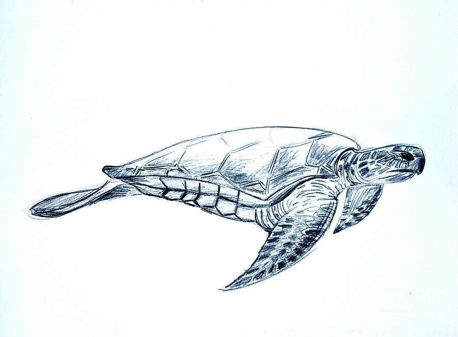 900x663 Sea Turtle Drawing By Sean Hughes