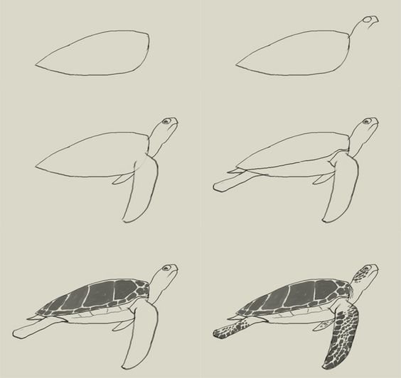 564x533 How To Draw Green Turtle.jpg Art Turtle