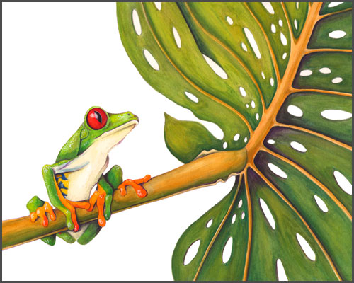 500x400 Red Eyed Tree Frog The Art Of Mindy Lighthipe