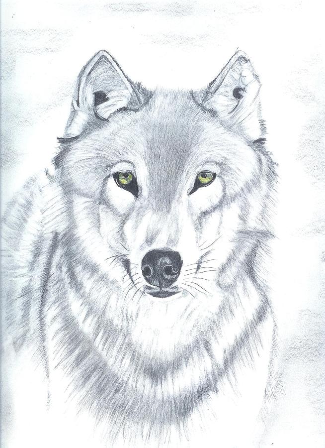 654x900 Grey Timber Wolf Drawing By Don Gallacher
