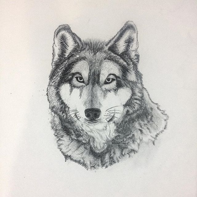 640x640 Grey Wolf Graphite Pencil On A4 This Is The Drawing That Reignited