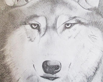 340x270 Grey Wolf Drawing Etsy