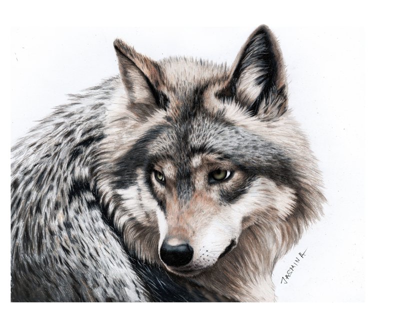 800x623 Pencil Drawing Of A Grey Wolf By Jasminasusak