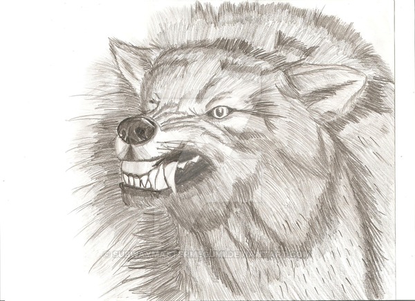 600x436 Snarling Grey Wolf By Subwaymastermegumi