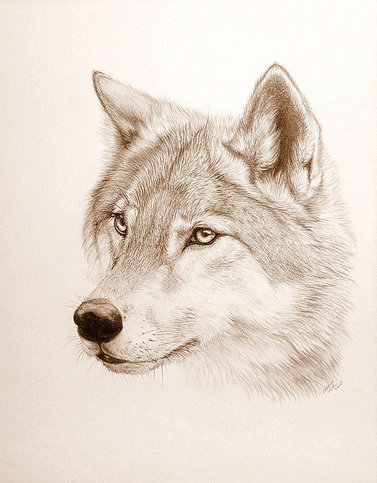 736x944 Thinking About Getting Two Wolf Tattoos On My Feet A White