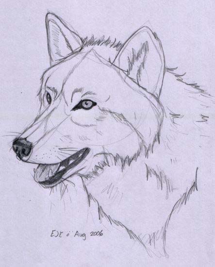 443x550 Totem Animal] Grey Wolf Urbanimal.co.uk