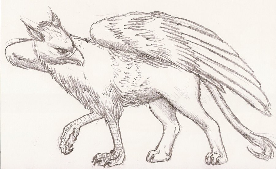 900x552 Griffin Drawings Downloads Wowow Draw, Drawing