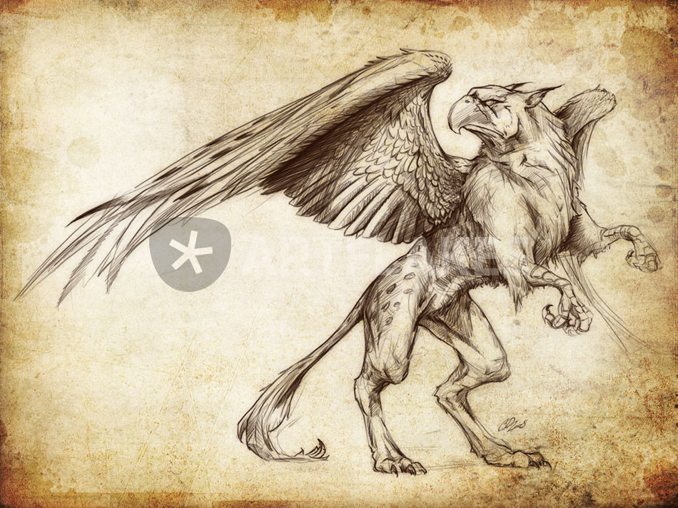 Griffon Drawing at GetDrawings | Free download