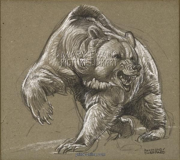 600x531 Drawings Of Grizzly Bears Drawings I Like Bears