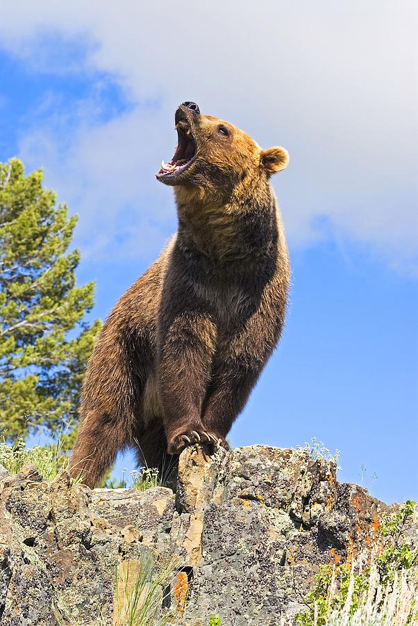 602x900 Grizzly Bear Roaring Photograph By John Pitcher