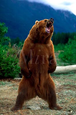 266x400 Grizzly Bear Standing Tattoo Inspiration Bears