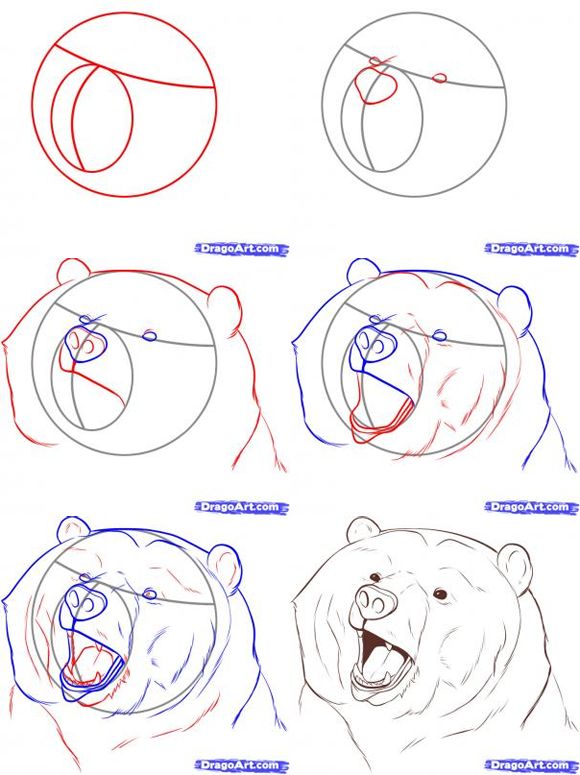 580x775 Lazy Bear Drawing