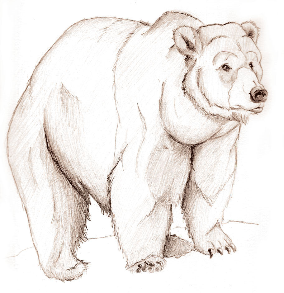 912x941 Bear Sketch By On @