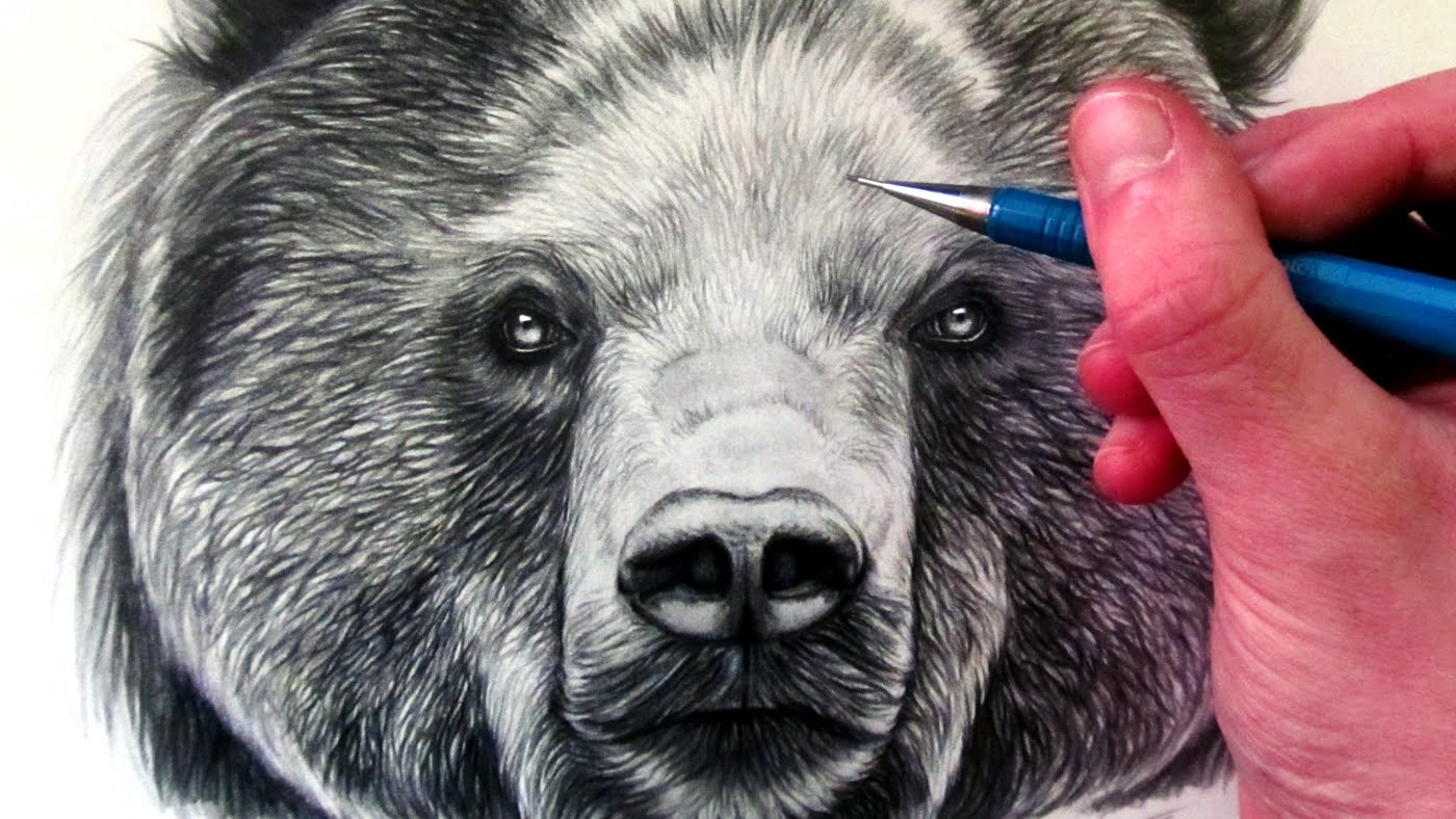 Grizzly Bear Face Drawing at GetDrawings | Free download