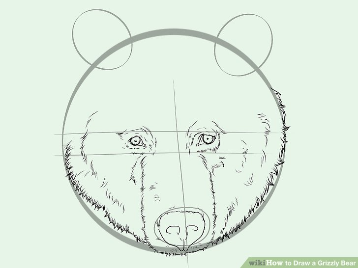 728x546 How To Draw A Grizzly Bear (With Pictures)