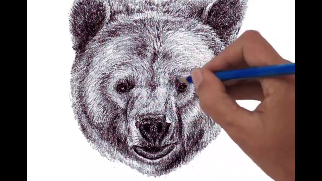 1280x720 Head Of Grizzly Bear Front View