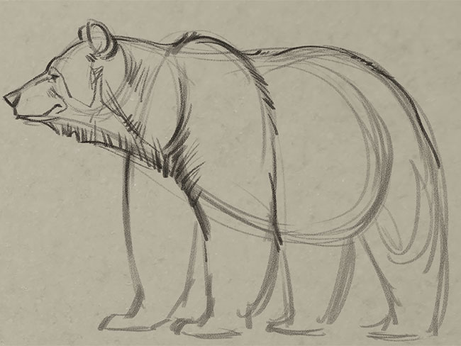 650x488 Learn How To Draw A Bear From A Pro Boys' Life Magazine