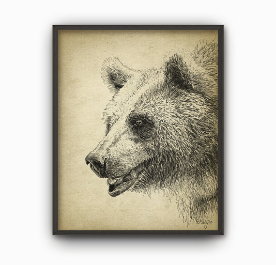 570x547 Grizzly Bear Art Print Grizzly Bear Pencil Drawing Print